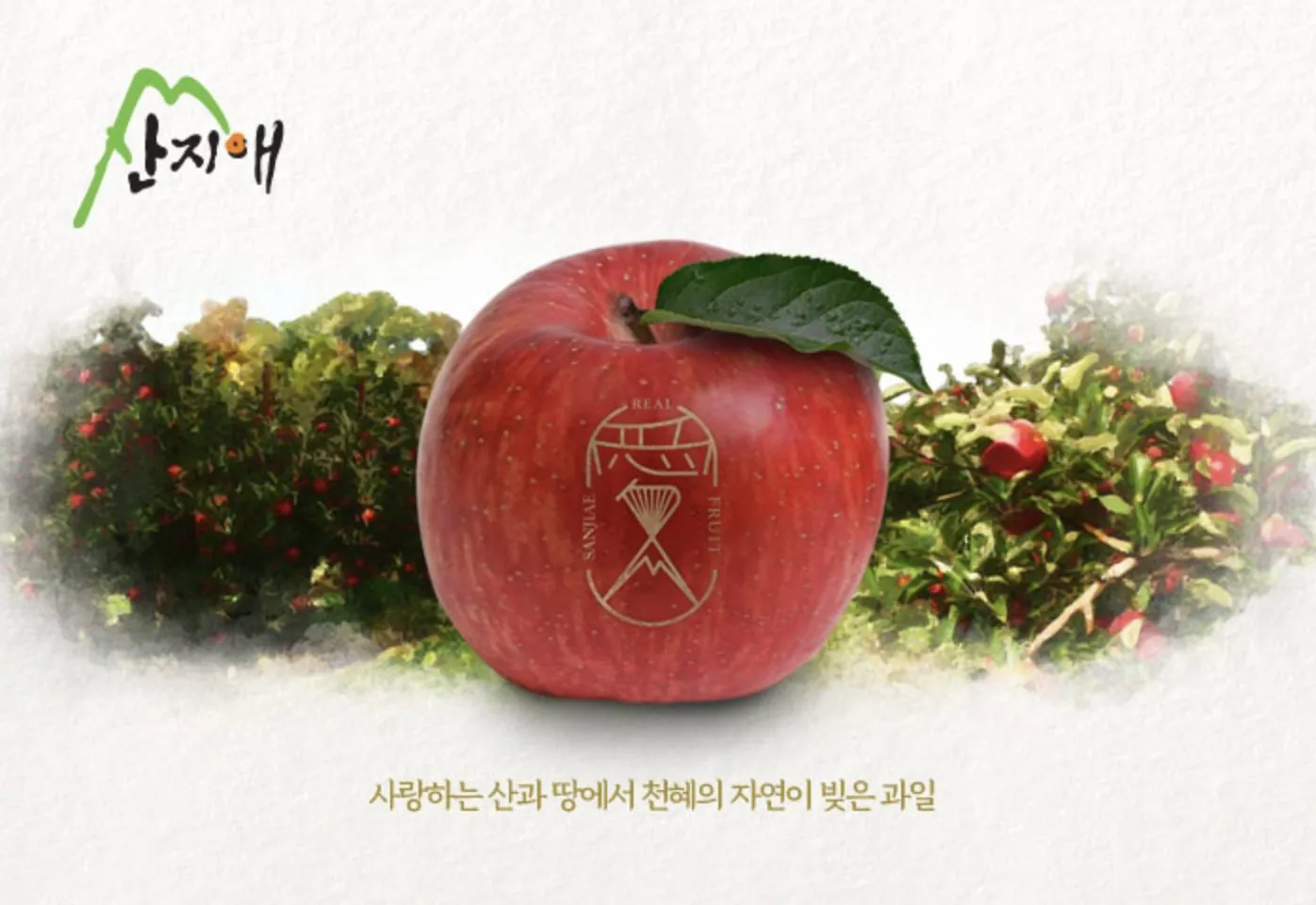 산지애(Sanjiae) BI · Package 디자인 작업 이미지 4